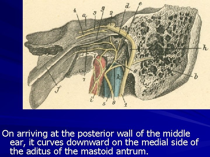 On arriving at the posterior wall of the middle ear, it curves downward on