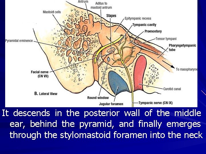 It descends in the posterior wall of the middle ear, behind the pyramid, and