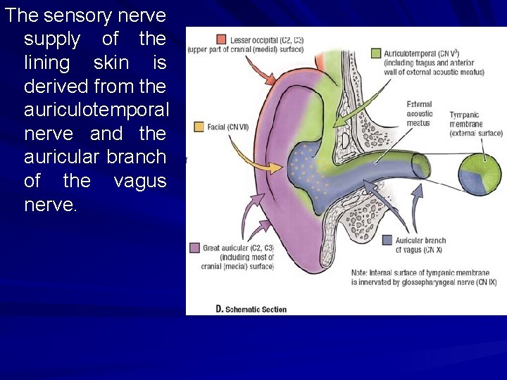 The sensory nerve supply of the lining skin is derived from the auriculotemporal nerve
