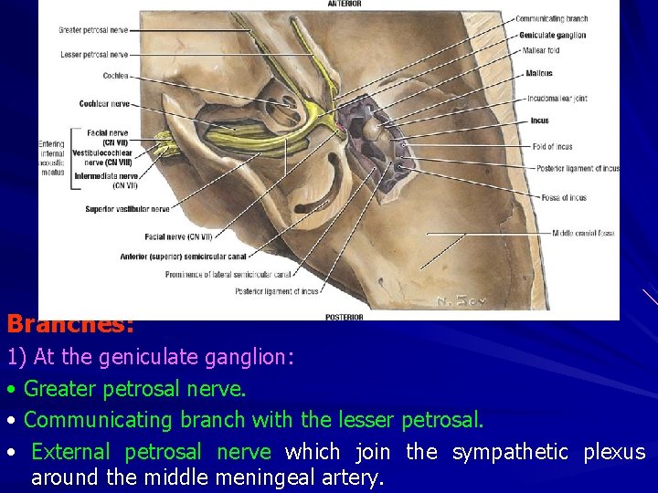 Branches: 1) At the geniculate ganglion: • Greater petrosal nerve. • Communicating branch with