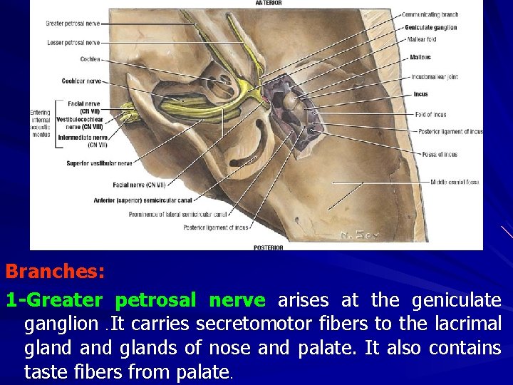 Branches: 1 -Greater petrosal nerve arises at the geniculate ganglion. It carries secretomotor fibers