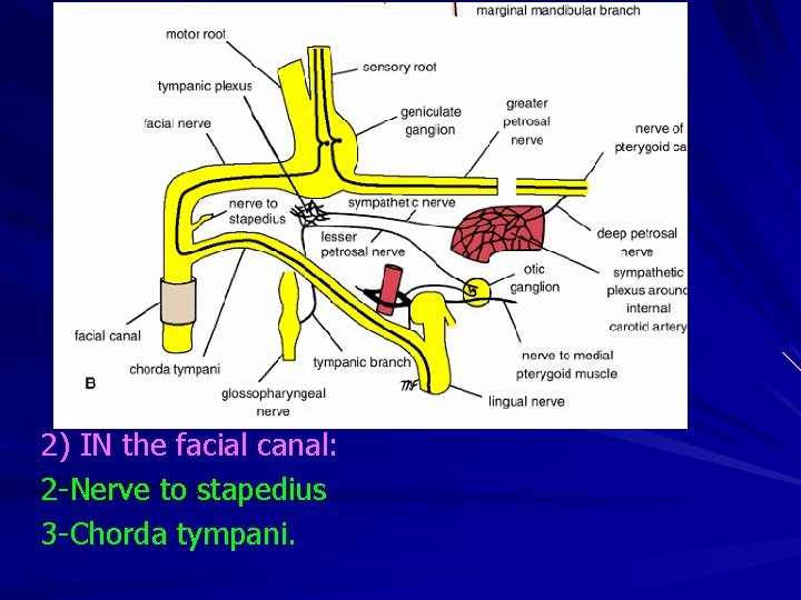2) IN the facial canal: 2 -Nerve to stapedius 3 -Chorda tympani. 