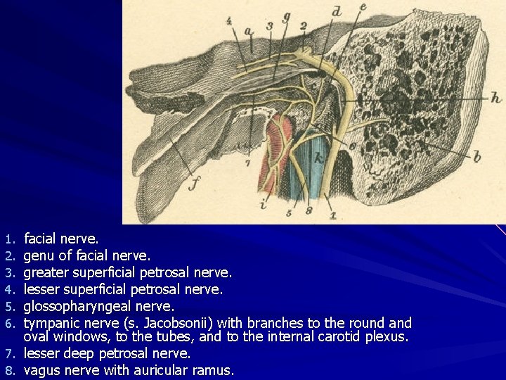 facial nerve. genu of facial nerve. greater superficial petrosal nerve. lesser superficial petrosal nerve.