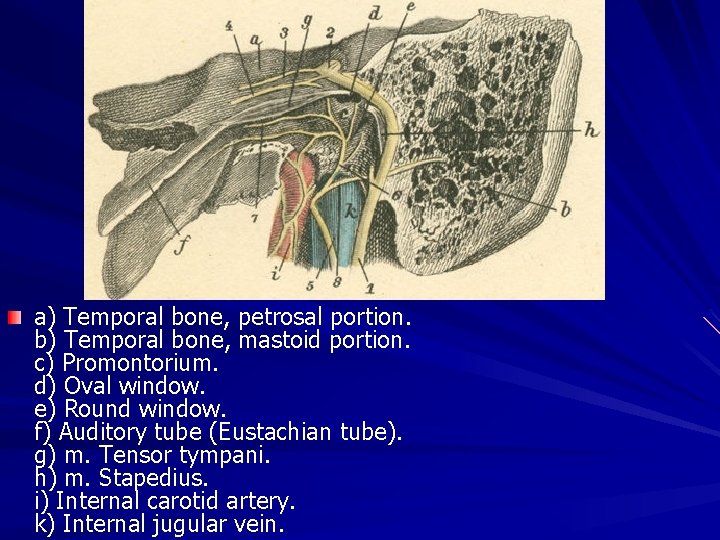 a) Temporal bone, petrosal portion. b) Temporal bone, mastoid portion. c) Promontorium. d) Oval