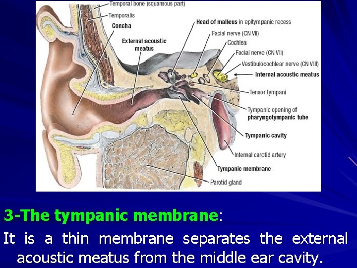 3 -The tympanic membrane: It is a thin membrane separates the external acoustic meatus