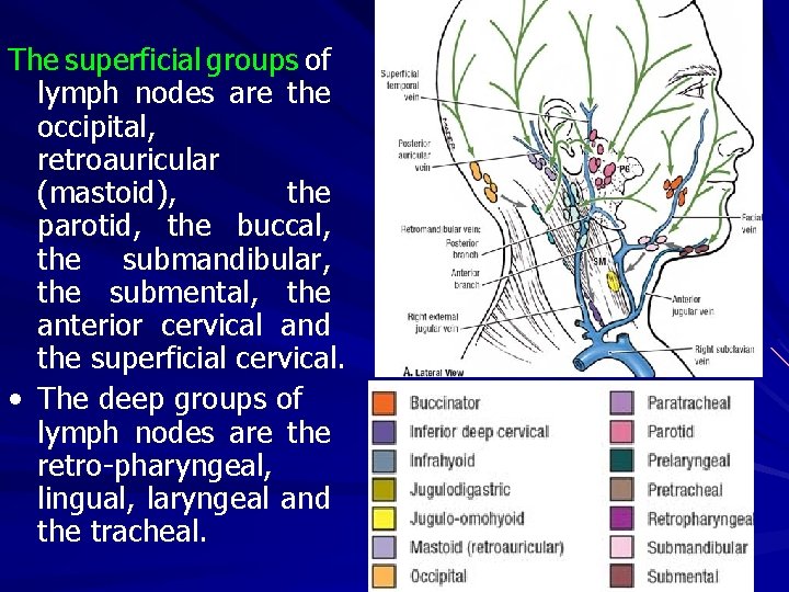 The superficial groups of lymph nodes are the occipital, retroauricular (mastoid), the parotid, the