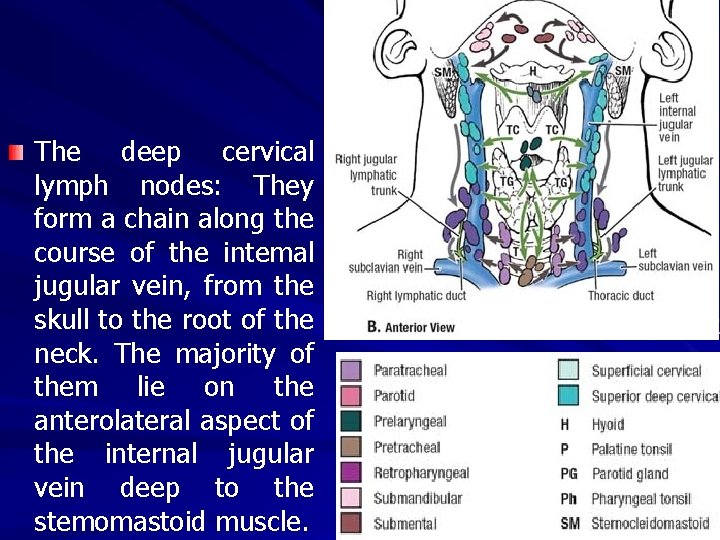The deep cervical lymph nodes: They form a chain along the course of the