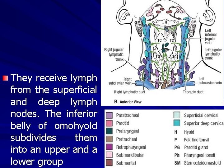 They receive lymph from the superficial and deep lymph nodes. The inferior belly of