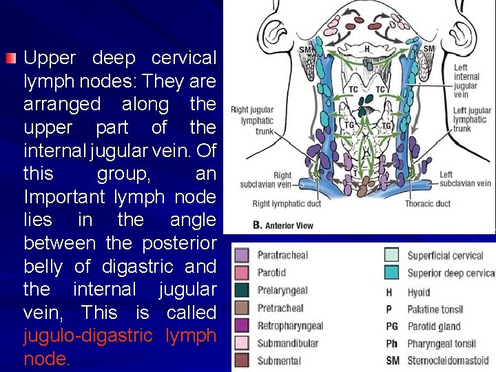 Upper deep cervical lymph nodes: They are arranged along the upper part of the