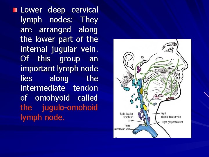 Lower deep cervical lymph nodes: They are arranged along the lower part of the