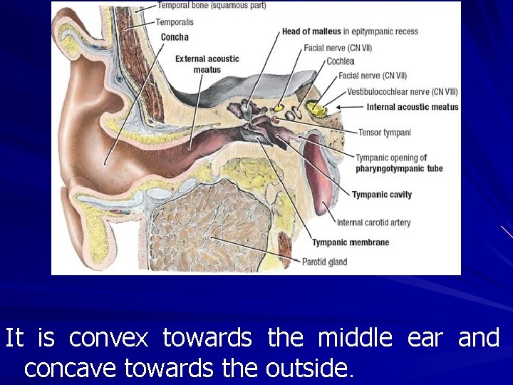 It is convex towards the middle ear and concave towards the outside. 