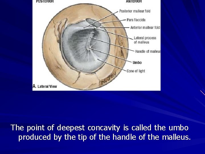 The point of deepest concavity is called the umbo produced by the tip of