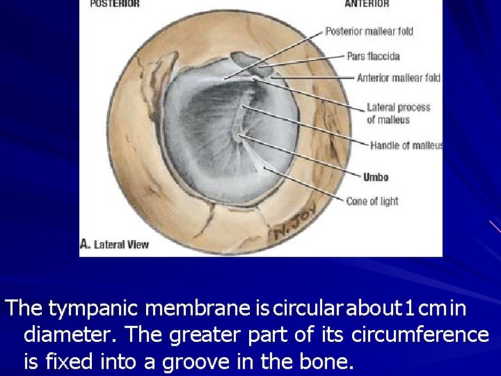 The tympanic membrane is circular about 1 cm in diameter. The greater part of