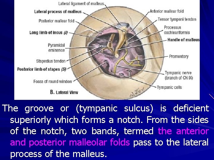 The groove or (tympanic sulcus) is deficient superiorly which forms a notch. From the