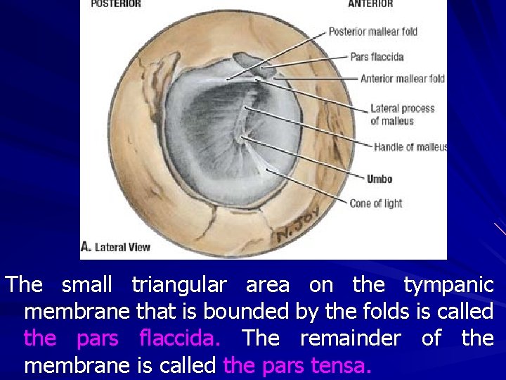 The small triangular area on the tympanic membrane that is bounded by the folds