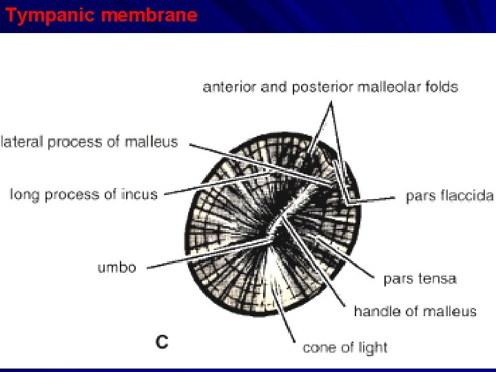 Tympanic membrane 