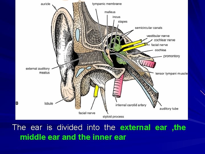The ear is divided into the external ear , the middle ear and the