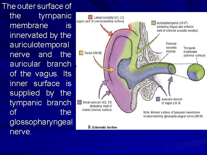 The outer surface of the tyrnpanic membrane is innervated by the auriculotemporal nerve and