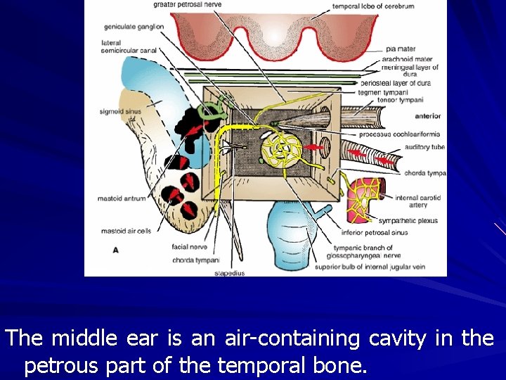 The middle ear is an air-containing cavity in the petrous part of the temporal