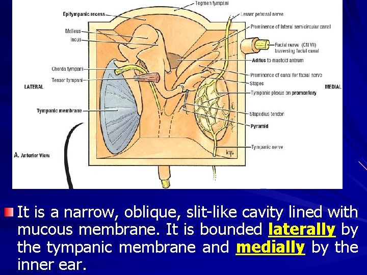 It is a narrow, oblique, slit-like cavity lined with mucous membrane. It is bounded