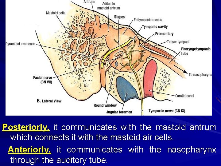 Posteriorly, it communicates with the mastoid antrum which connects it with the mastoid air