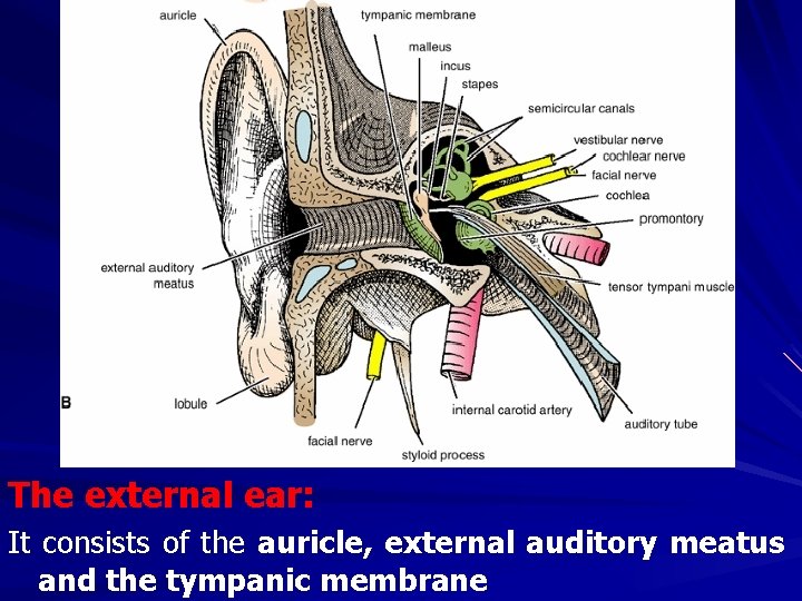 The external ear: It consists of the auricle, external auditory meatus and the tympanic