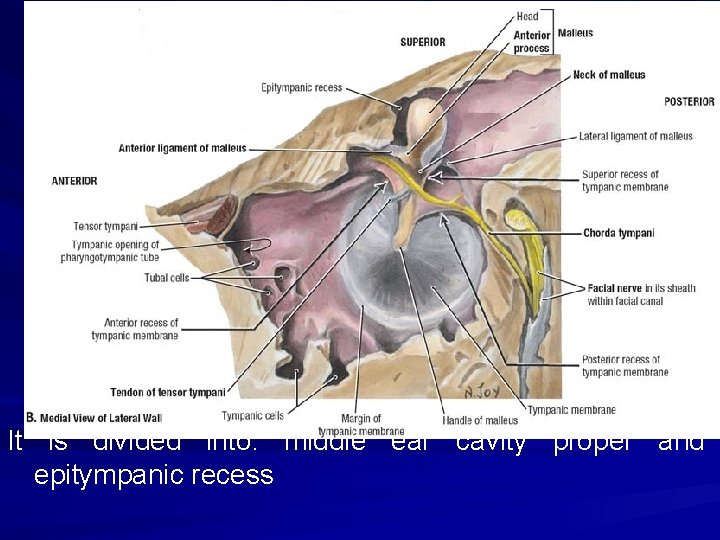 It is divided into: middle ear cavity proper and epitympanic recess 