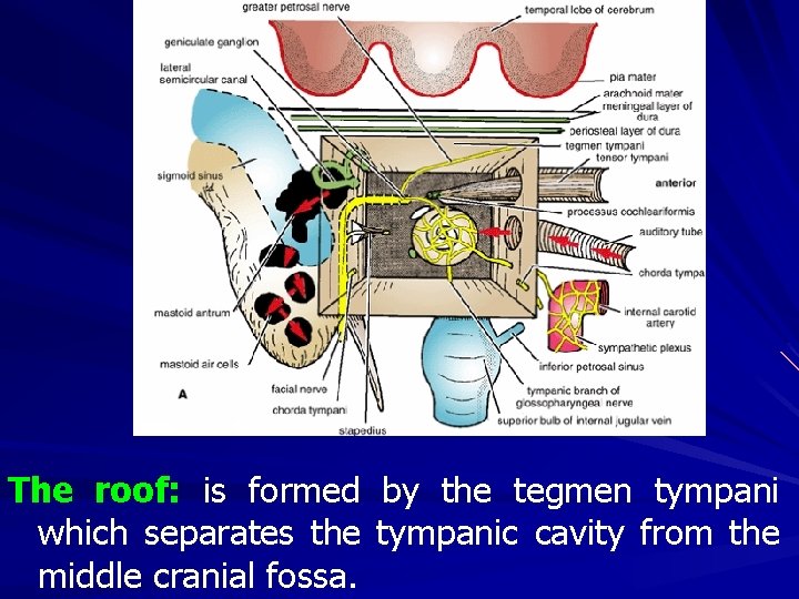 The roof: is formed by the tegmen tympani which separates the tympanic cavity from