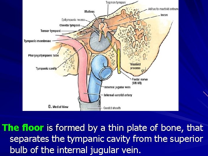 The floor is formed by a thin plate of bone, that separates the tympanic