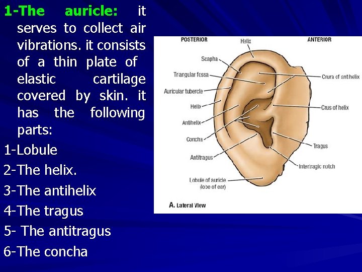 1 -The auricle: it serves to collect air vibrations. it consists of a thin
