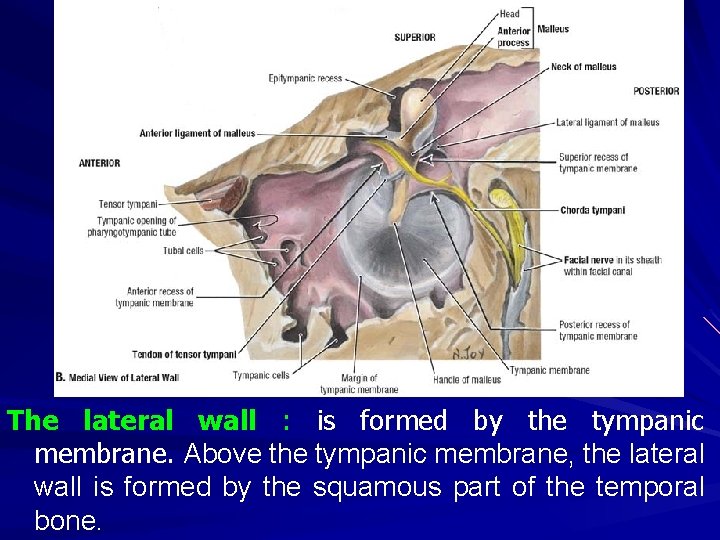 The lateral wall : is formed by the tympanic membrane. Above the tympanic membrane,