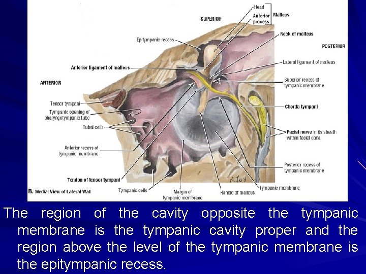 The region of the cavity opposite the tympanic membrane is the tympanic cavity proper