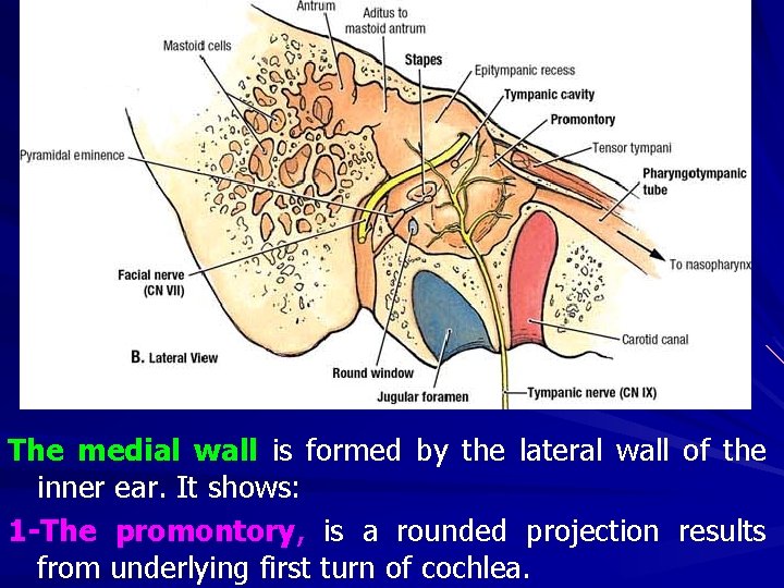 The medial wall is formed by the lateral wall of the inner ear. It