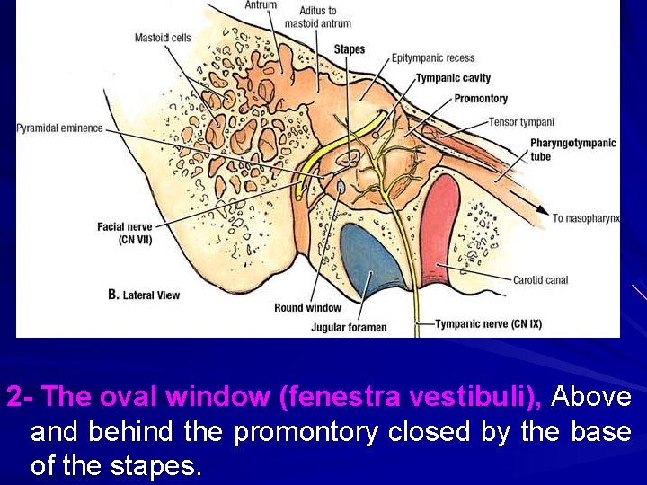 2 - The oval window (fenestra vestibuli), Above and behind the promontory closed by