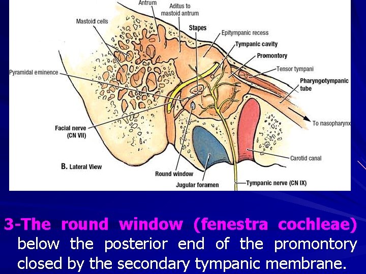 3 -The round window (fenestra cochleae) below the posterior end of the promontory closed