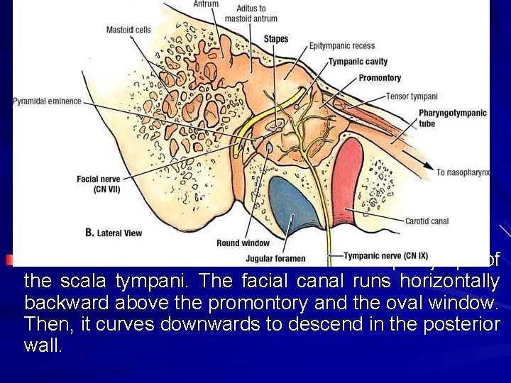 The medial side of this window faces the perilymph of the scala tympani. The