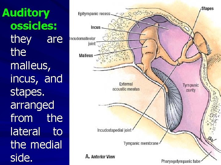 Auditory ossicles: they are the malleus, incus, and stapes. arranged from the lateral to