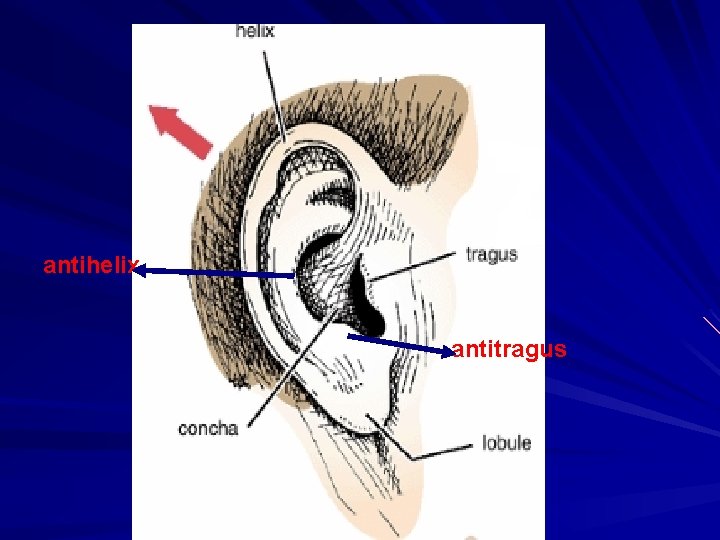 antihelix antitragus 