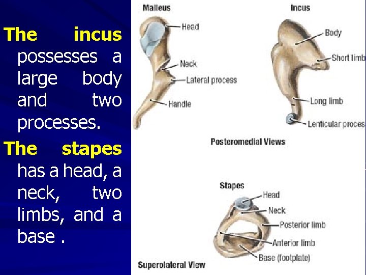 The incus possesses a large body and two processes. The stapes has a head,