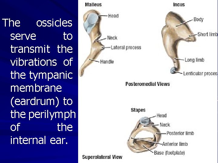 The ossicles serve to transmit the vibrations of the tympanic membrane (eardrum) to the