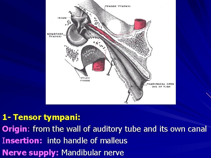 1 - Tensor tympani: Origin: from the wall of auditory tube and its own