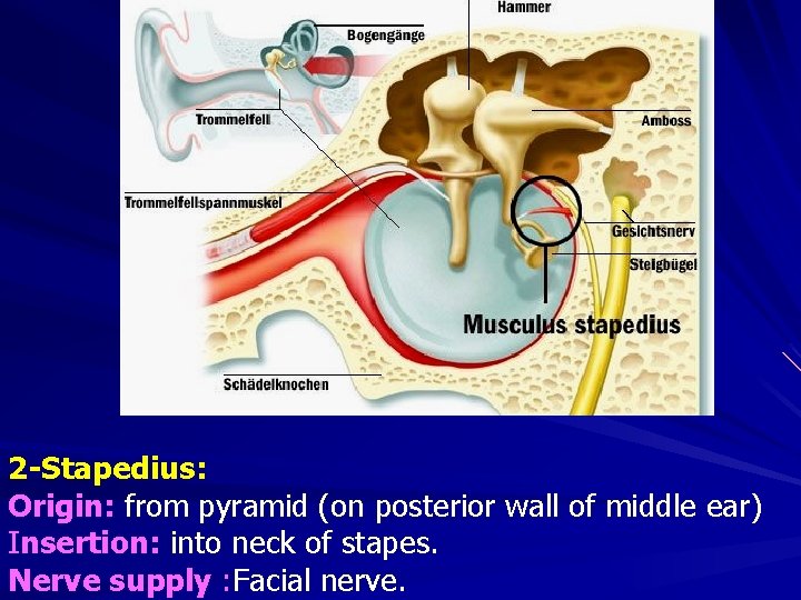 2 -Stapedius: Origin: from pyramid (on posterior wall of middle ear) Insertion: into neck