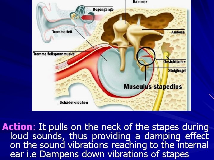 Action: It pulls on the neck of the stapes during loud sounds, thus providing