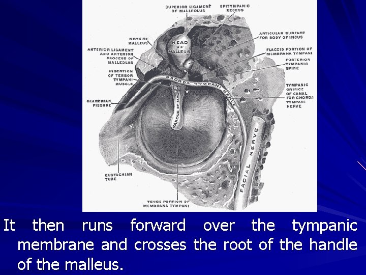 It then runs forward over the tympanic membrane and crosses the root of the