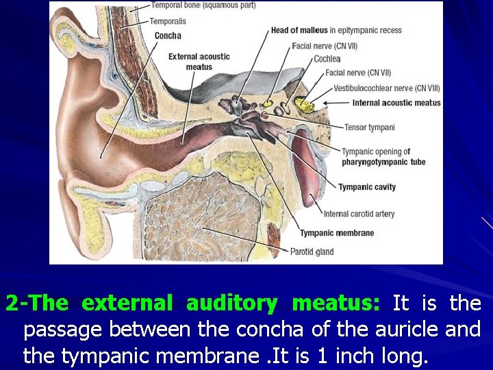 2 -The external auditory meatus: It is the passage between the concha of the