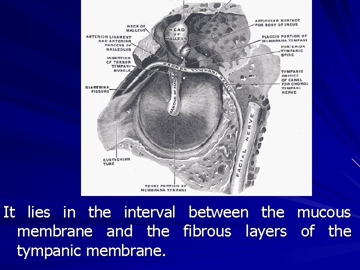 It lies in the interval between the mucous membrane and the fibrous layers of