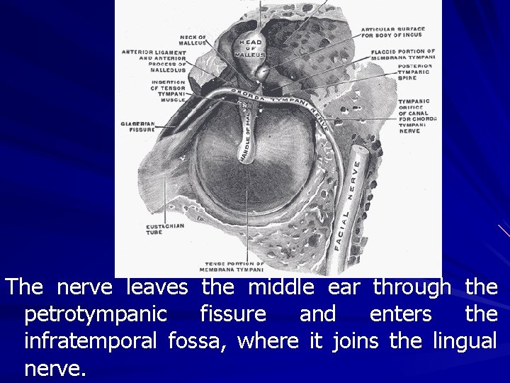 The nerve leaves the middle ear through the petrotympanic fissure and enters the infratemporal