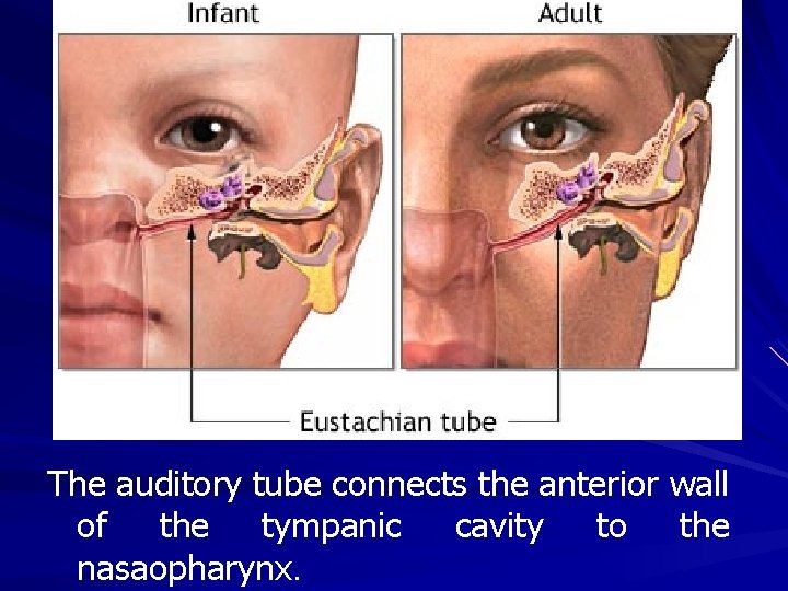 The auditory tube connects the anterior wall of the tympanic cavity to the nasaopharynx.