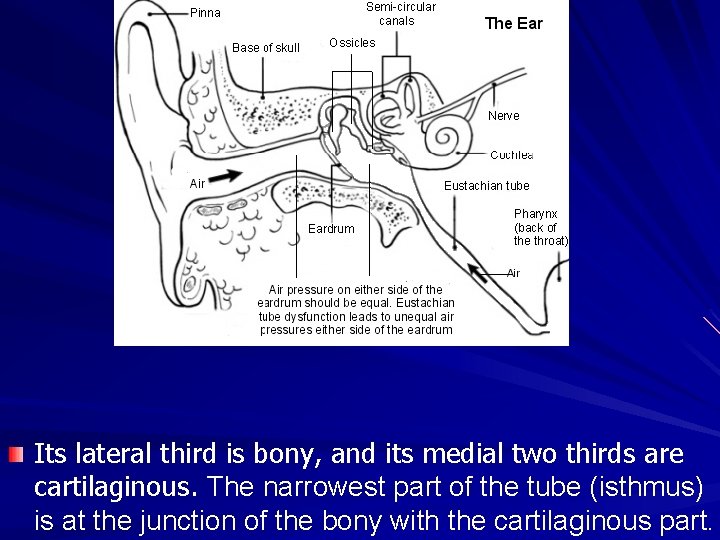 Its lateral third is bony, and its medial two thirds are cartilaginous. The narrowest