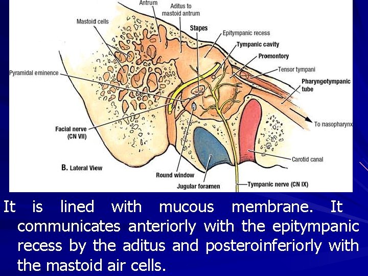 It is lined with mucous membrane. It communicates anteriorly with the epitympanic recess by